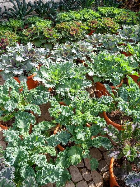 453049 - Gemüsekohl (Brassica oleracea)