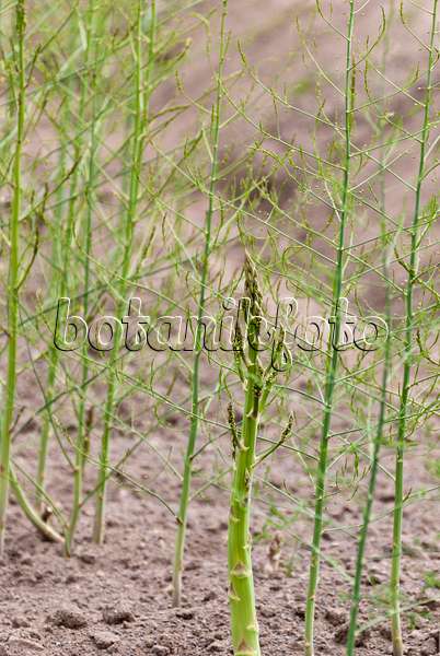 511326 - Gemüsespargel (Asparagus officinalis)