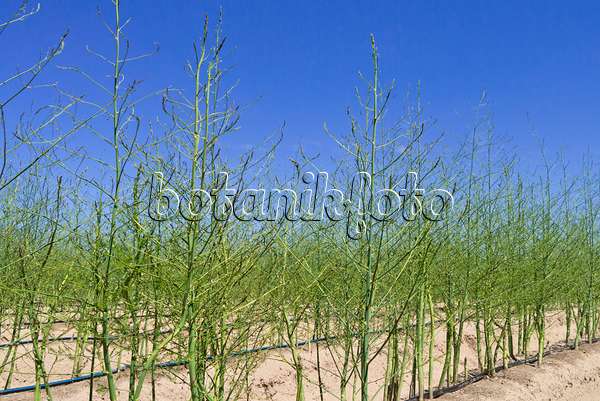 546002 - Gemüsespargel (Asparagus officinalis)