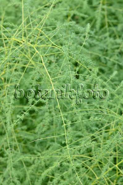 547368 - Gemüsespargel (Asparagus officinalis)