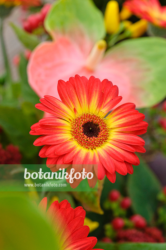 477070 - Gerbera und Flamingoblume (Anthurium)