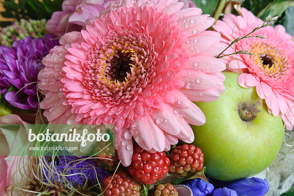 475298 - Gerbera, Kulturapfel (Malus x domestica) und Brombeere (Rubus fruticosus)