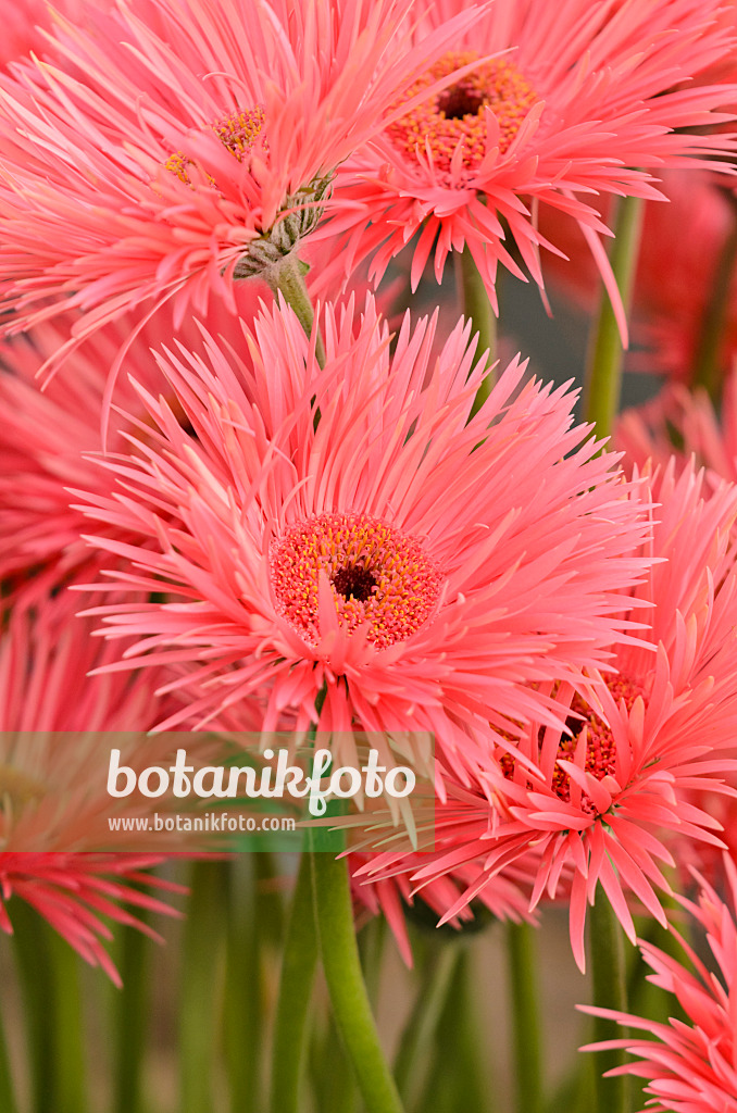 571076 - Gerbera Pink Springs