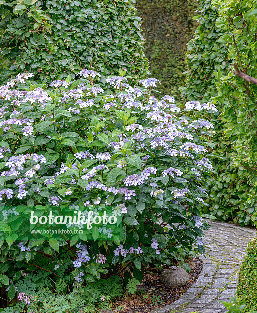 607110 - Gesägte Hortensie (Hydrangea serrata 'Bluebird')