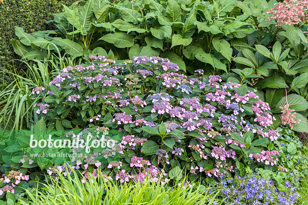 638131 - Gesägte Hortensie (Hydrangea serrata var. koreana)