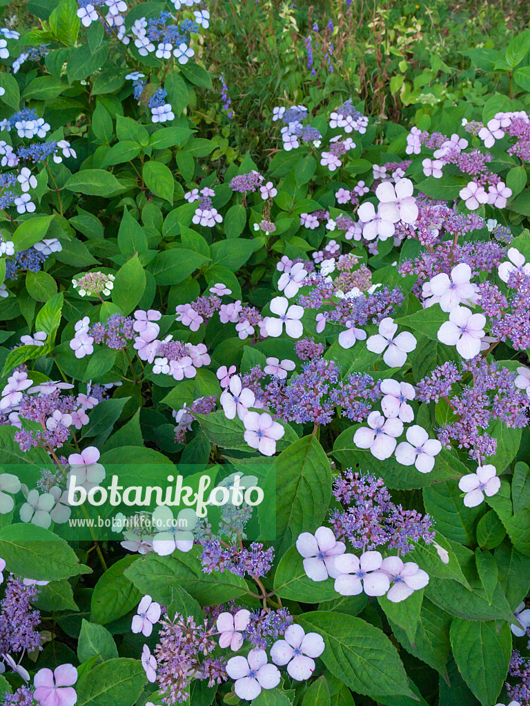 403014 - Gesägte Hortensie (Hydrangea serrata 'Rosalba')