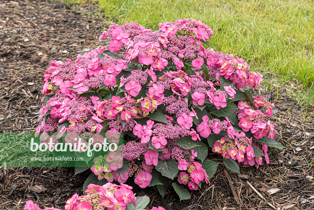 607111 - Gesägte Hortensie (Hydrangea serrata 'Tuff Stuff')