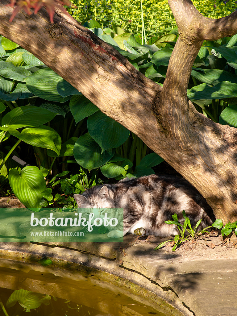 438179 - Getigerte Hauskatze an einem Gartenteich