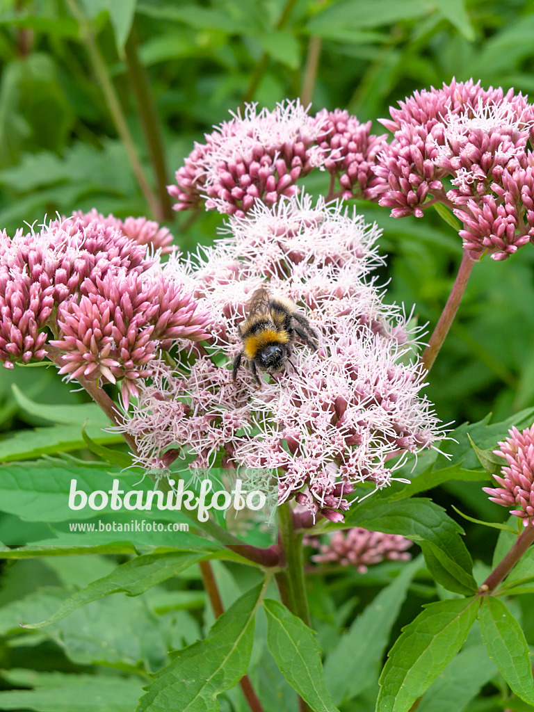 427068 - Gewöhlicher Wasserdost (Eupatorium cannabinum)