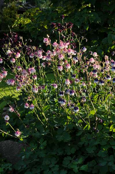 496278 - Gewöhnliche Akelei (Aquilegia vulgaris 'Grandmother's Garden')