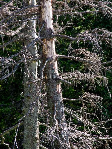 439217 - Gewöhnliche Fichte (Picea abies)