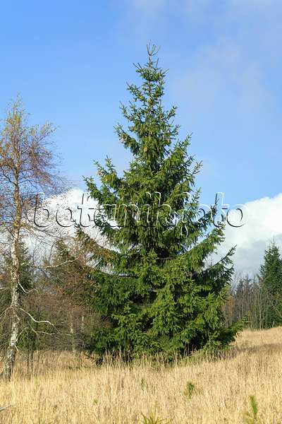 535415 - Gewöhnliche Fichte (Picea abies)