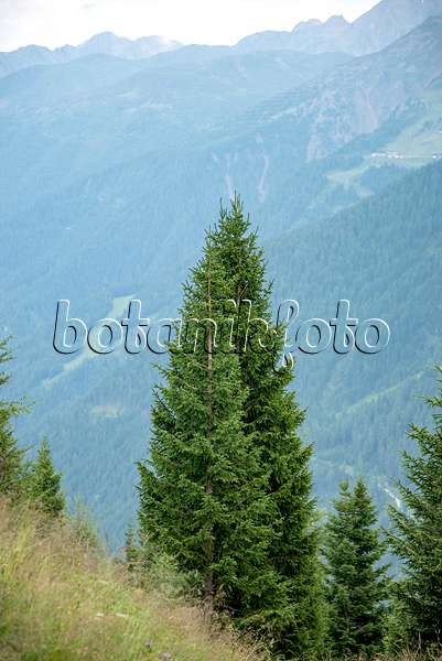 616438 - Gewöhnliche Fichte (Picea abies)
