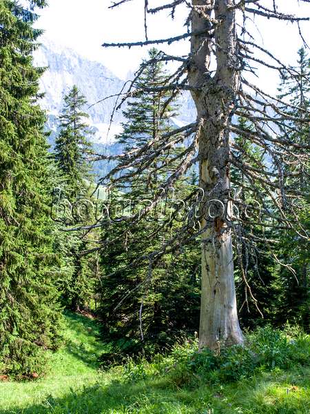 439211 - Gewöhnliche Fichte (Picea abies), Naturschutzgebiet Kaisergebirge, Österreich
