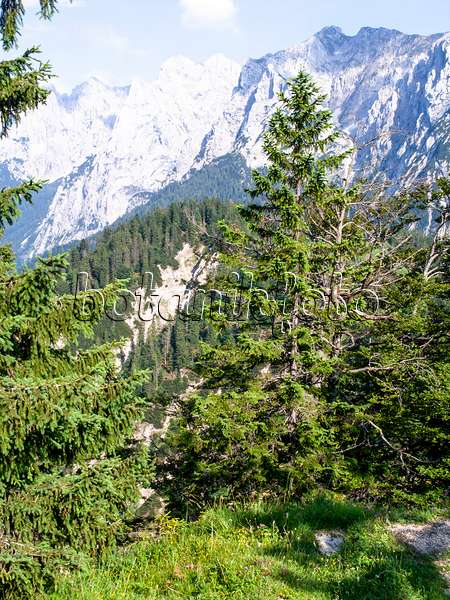 439214 - Gewöhnliche Fichte (Picea abies), Naturschutzgebiet Kaisergebirge, Österreich