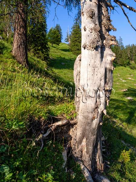 439230 - Gewöhnliche Fichte (Picea abies), Naturschutzgebiet Kaisergebirge, Österreich