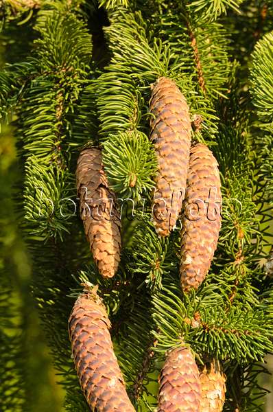501105 - Gewöhnliche Fichte (Picea abies 'Viminalis')