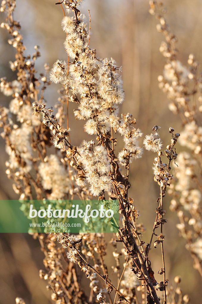 467068 - Gewöhnliche Goldrute (Solidago virgaurea)