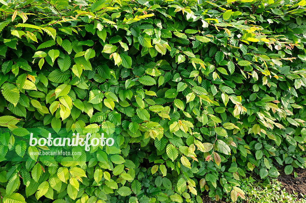 484320 - Gewöhnliche Hainbuche (Carpinus betulus)