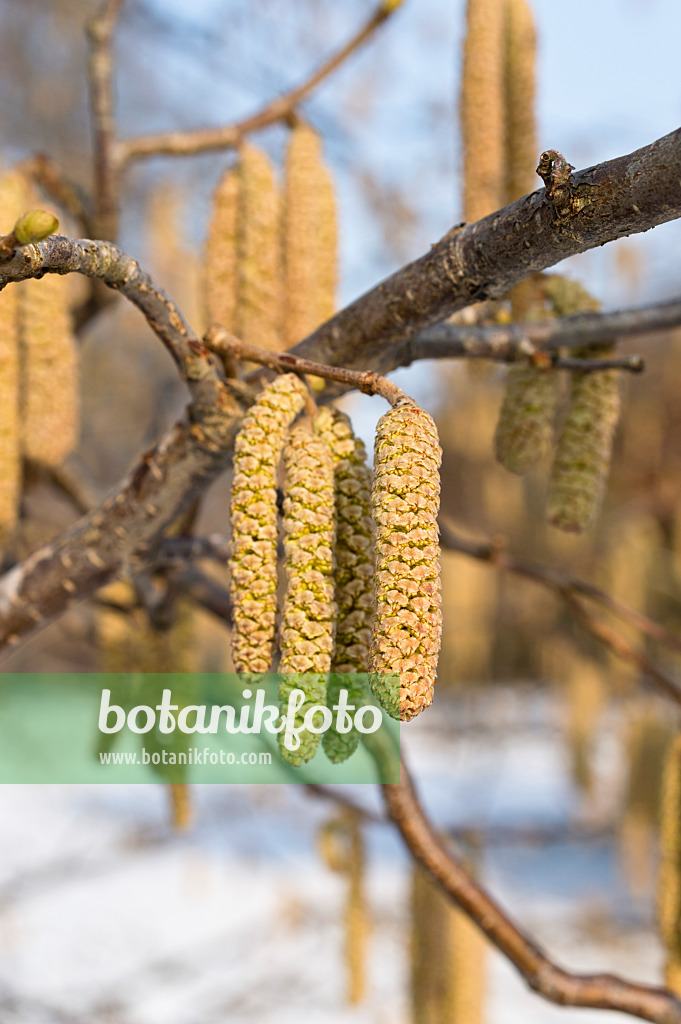 516032 - Gewöhnliche Hasel (Corylus avellana)