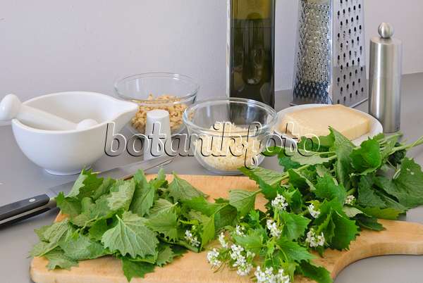 481007 - Gewöhnliche Knoblauchsrauke (Alliaria petiolata) und weitere Zutaten für ein Pesto (Pinienkerne, Parmesankäse, Olivenöl, Salz, Pfeffer)