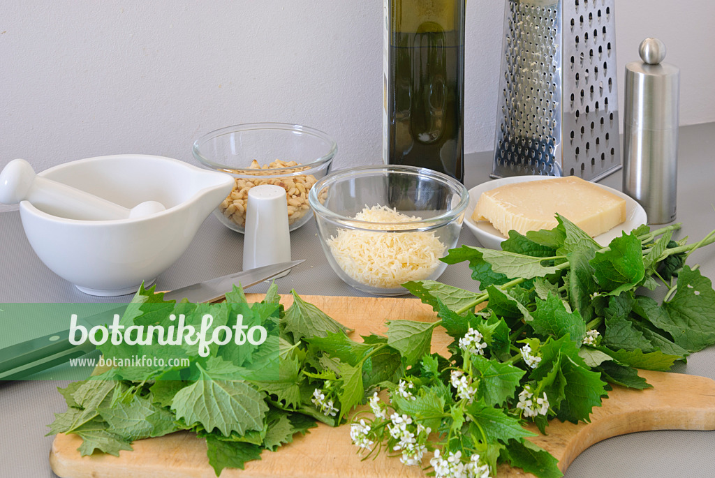 481007 - Gewöhnliche Knoblauchsrauke (Alliaria petiolata) und weitere Zutaten für ein Pesto (Pinienkerne, Parmesankäse, Olivenöl, Salz, Pfeffer)