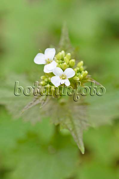 507121 - Gewöhnliche Knoblauchsrauke (Alliaria petiolata)