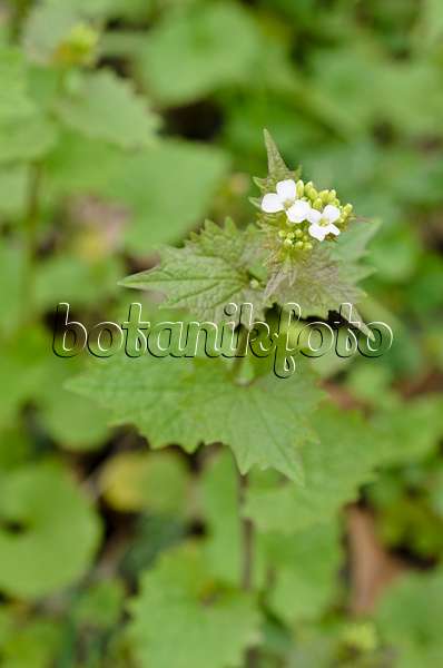 507122 - Gewöhnliche Knoblauchsrauke (Alliaria petiolata)