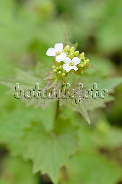507123 - Gewöhnliche Knoblauchsrauke (Alliaria petiolata)
