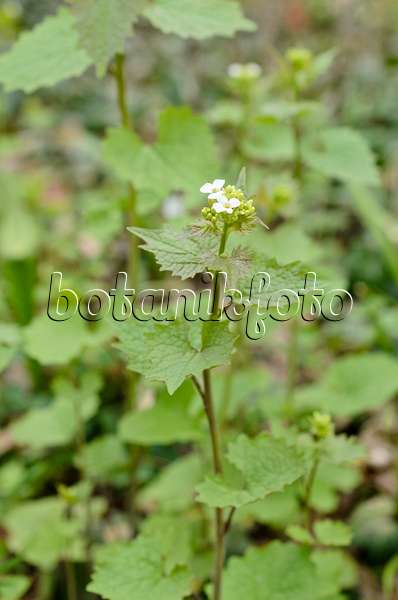 507124 - Gewöhnliche Knoblauchsrauke (Alliaria petiolata)