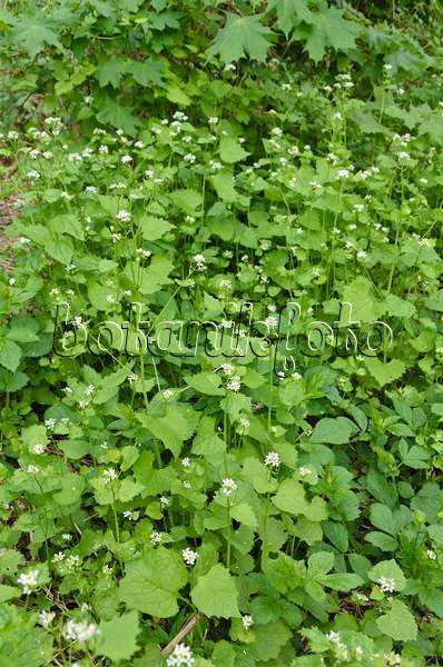 507201 - Gewöhnliche Knoblauchsrauke (Alliaria petiolata)