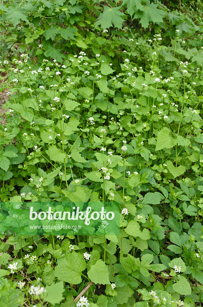 507201 - Gewöhnliche Knoblauchsrauke (Alliaria petiolata)