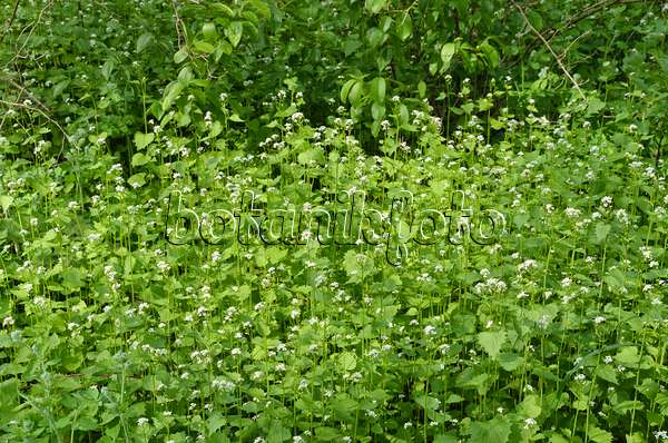 507202 - Gewöhnliche Knoblauchsrauke (Alliaria petiolata)