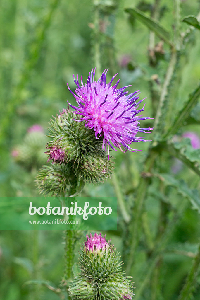 608109 - Gewöhnliche Kratzdistel (Cirsium vulgare)