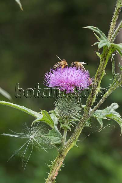 616373 - Gewöhnliche Kratzdistel (Cirsium vulgare) und Biene (Apis)