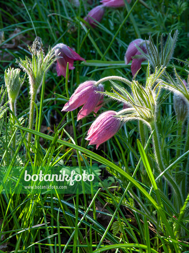 437106 - Gewöhnliche Küchenschelle (Pulsatilla vulgaris 'Rote Glocke')