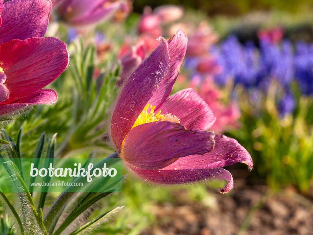 437116 - Gewöhnliche Küchenschelle (Pulsatilla vulgaris 'Rote Glocke')