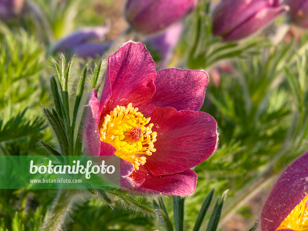 437117 - Gewöhnliche Küchenschelle (Pulsatilla vulgaris 'Rote Glocke')