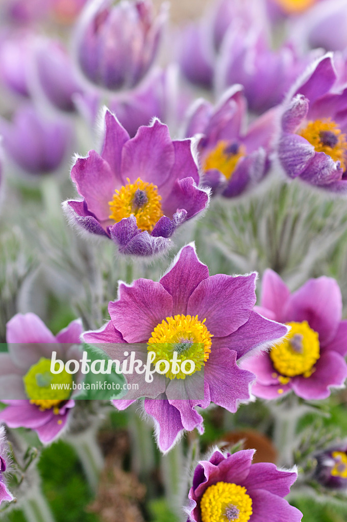 471059 - Gewöhnliche Küchenschelle (Pulsatilla vulgaris)