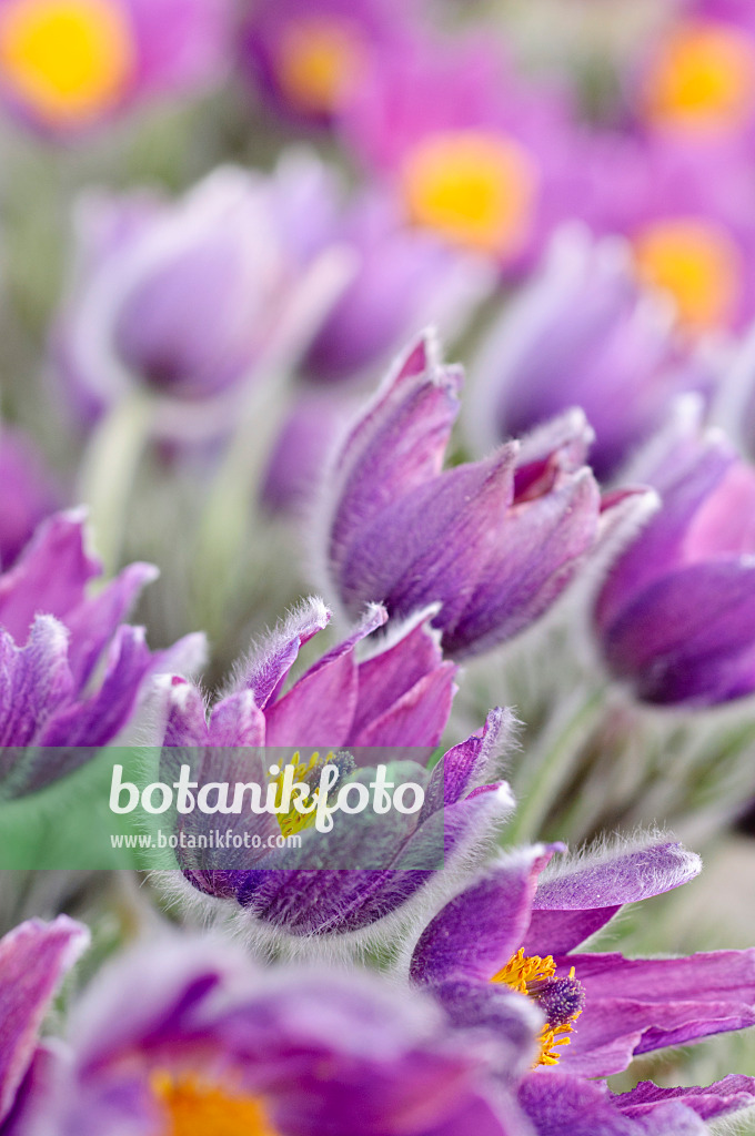 471061 - Gewöhnliche Küchenschelle (Pulsatilla vulgaris)