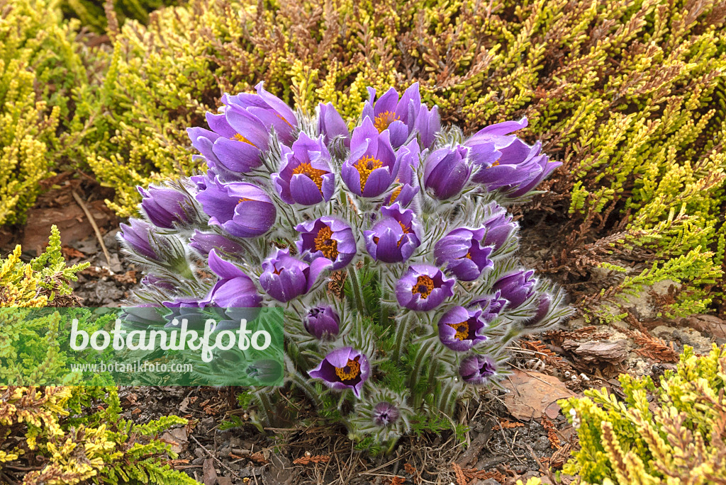 517470 - Gewöhnliche Küchenschelle (Pulsatilla vulgaris)