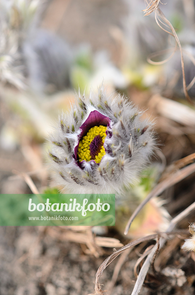 519020 - Gewöhnliche Küchenschelle (Pulsatilla vulgaris)