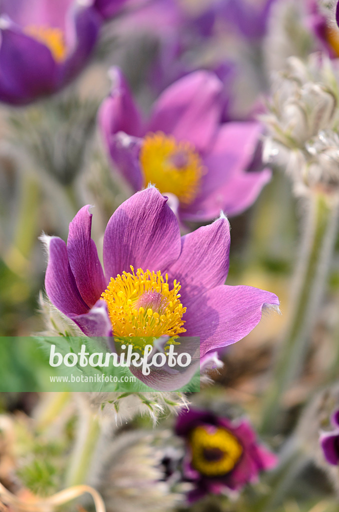 519077 - Gewöhnliche Küchenschelle (Pulsatilla vulgaris)