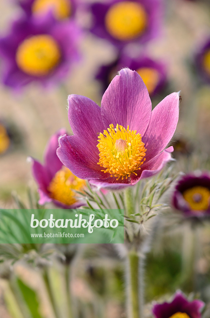 519078 - Gewöhnliche Küchenschelle (Pulsatilla vulgaris)