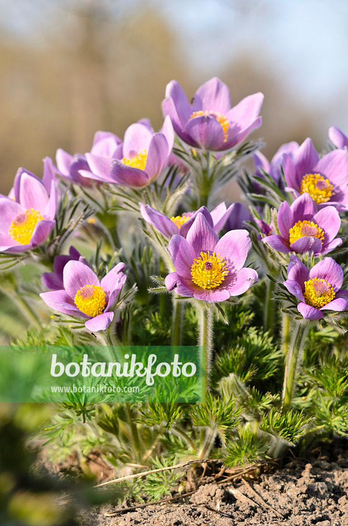 519100 - Gewöhnliche Küchenschelle (Pulsatilla vulgaris)