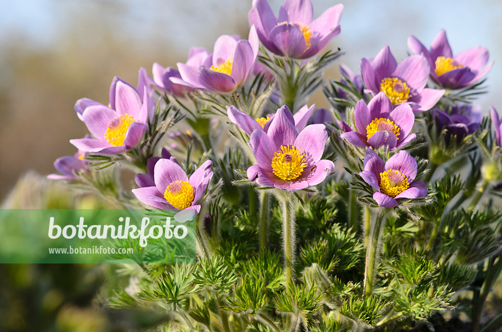 519101 - Gewöhnliche Küchenschelle (Pulsatilla vulgaris)