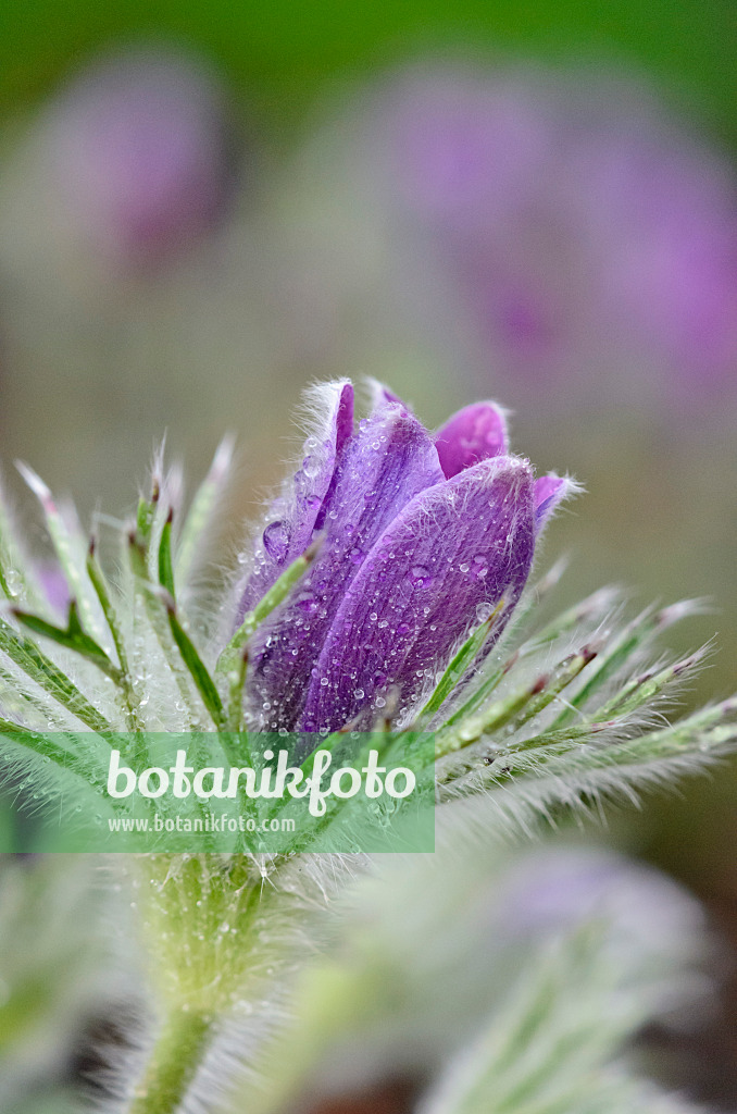 519153 - Gewöhnliche Küchenschelle (Pulsatilla vulgaris)