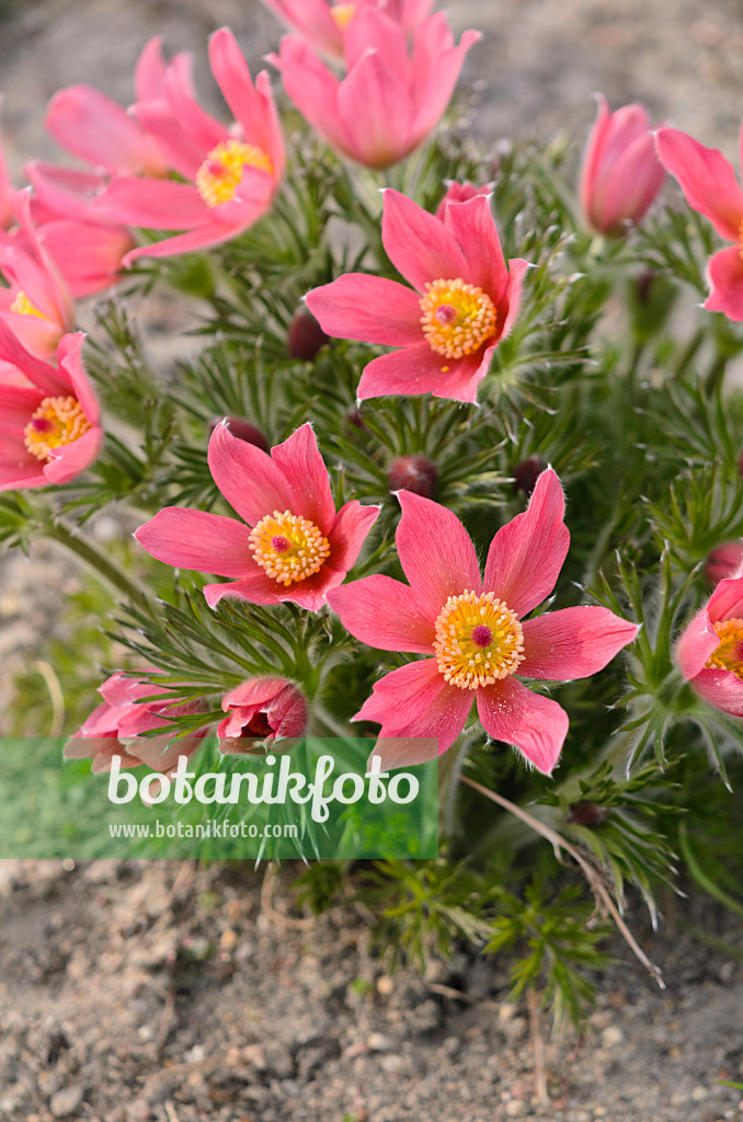 543047 - Gewöhnliche Küchenschelle (Pulsatilla vulgaris 'Rote Glocke')