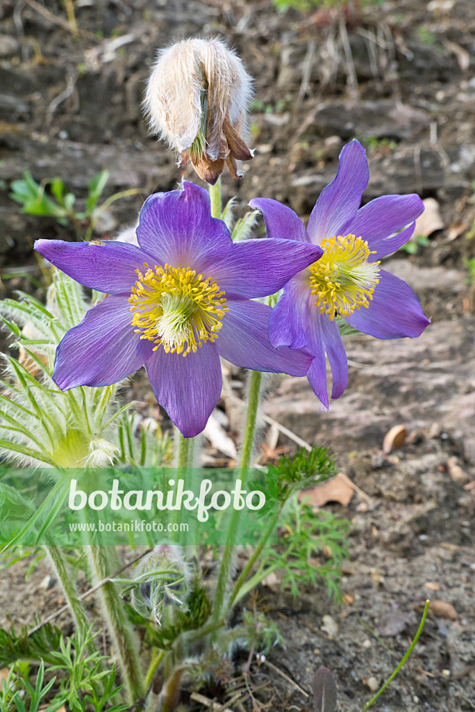 610007 - Gewöhnliche Küchenschelle (Pulsatilla vulgaris)