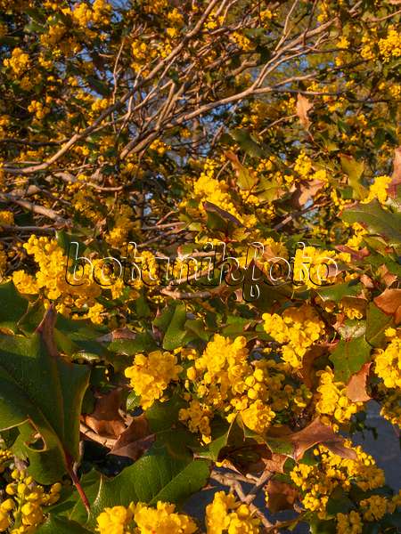 412028 - Gewöhnliche Mahonie (Mahonia aquifolium)